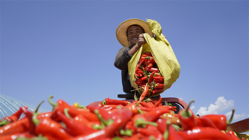Chili peppers generate wealth for county in NW China's Shaanxi