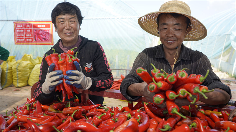 Chili peppers generate wealth for county in NW China's Shaanxi