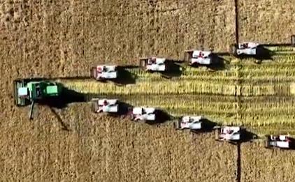 Harvesters line up to reap rice