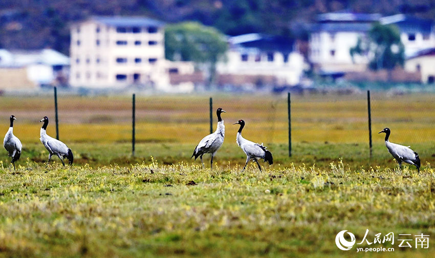 Black-necked cranes appear at Napahai Nature Reserve in SW China's Yunnan