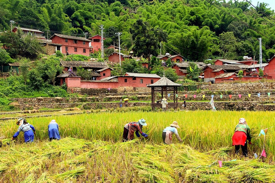 Scenes of bountiful autumn harvests across China