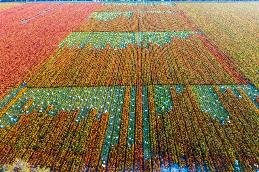 Scenes of bountiful autumn harvests across China