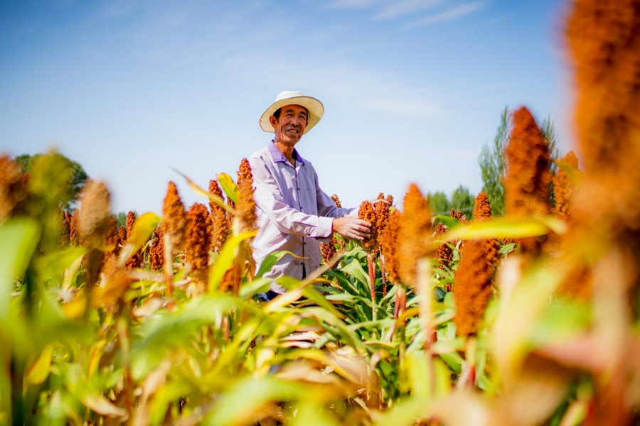 Scenes of bountiful autumn harvests across China