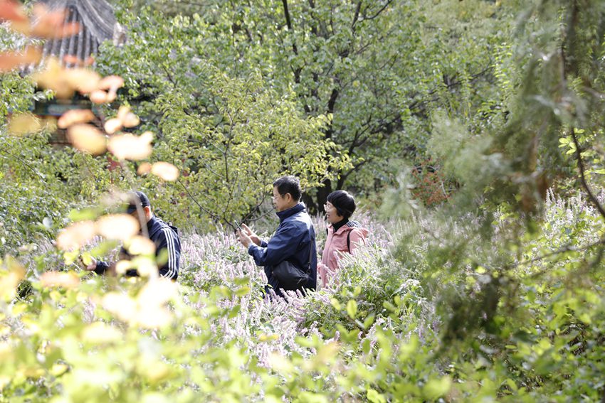 Chrysanthemums in full bloom in Beijing