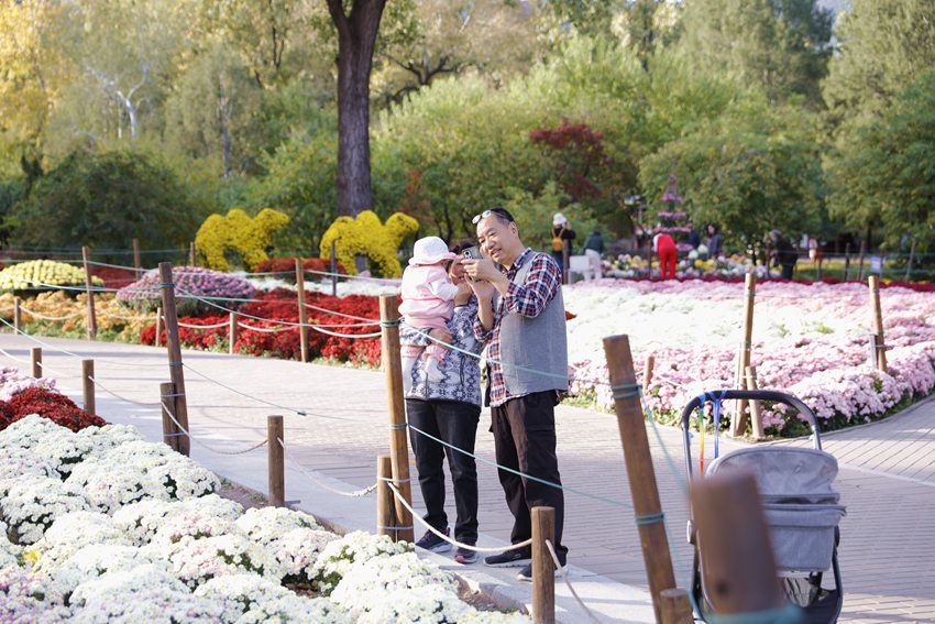 Chrysanthemums in full bloom in Beijing