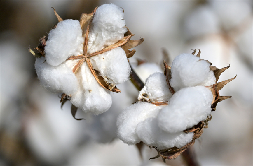 Cotton enters harvest season in Bayingolin Mongolian Autonomous Prefecture, NW China's Xinjiang