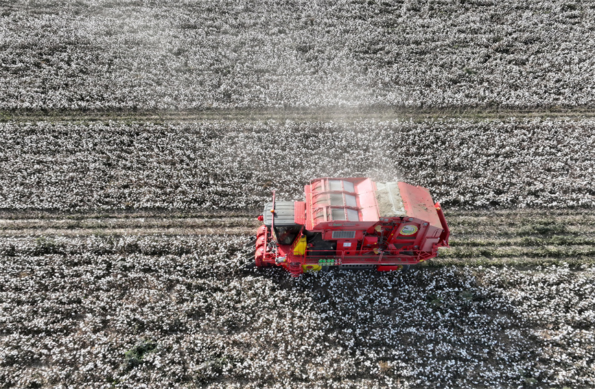 Cotton enters harvest season in Bayingolin Mongolian Autonomous Prefecture, NW China's Xinjiang