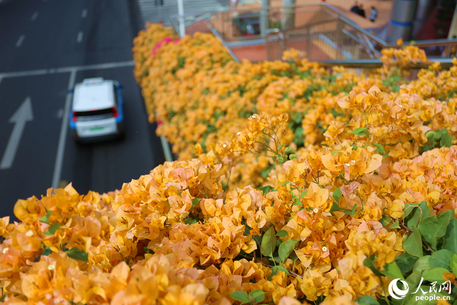 Champagne-colored bougainvillea flowers in full bloom in Xiamen, SE China's Fujian