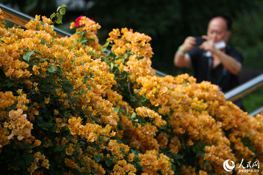 Champagne-colored bougainvillea flowers in full bloom in Xiamen, SE China's Fujian