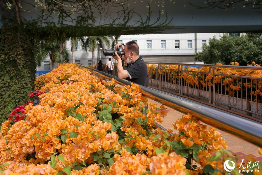 Champagne-colored bougainvillea flowers in full bloom in Xiamen, SE China's Fujian