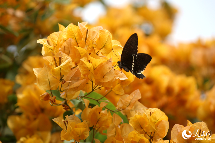 Champagne-colored bougainvillea flowers in full bloom in Xiamen, SE China's Fujian