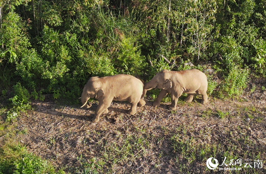 Wild Asian elephants play happily in SW China's Yunnan