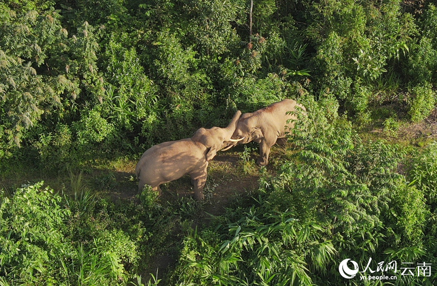 Wild Asian elephants play happily in SW China's Yunnan