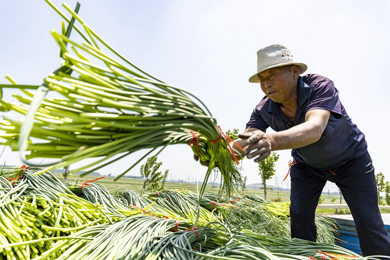 In pics: Autumn harvests across China