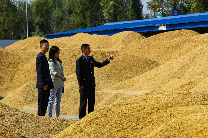 In pics: Autumn harvests across China