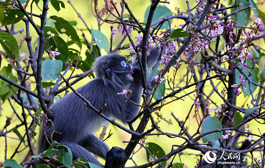 Phayre's leaf monkeys eat tung tree flowers in SW China's Yunnan