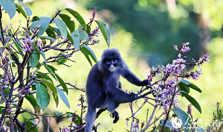 Phayre's leaf monkeys eat tung tree flowers in SW China's Yunnan