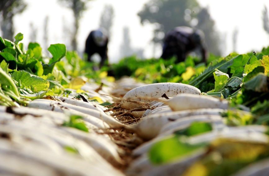 In pics: Autumn harvest in full swing in Neihuang county, China's Henan