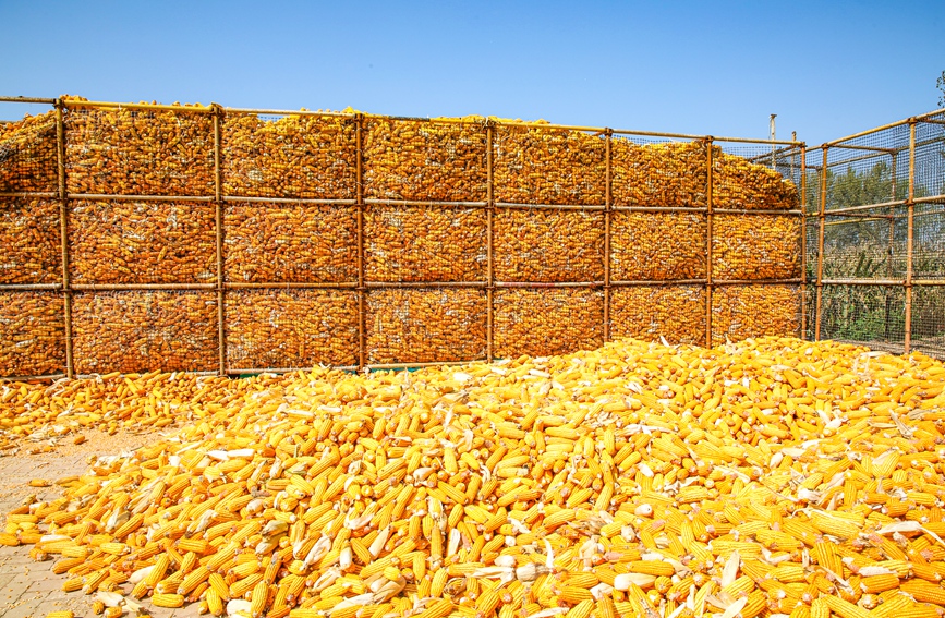 In pics: Autumn harvest in full swing in Neihuang county, China's Henan