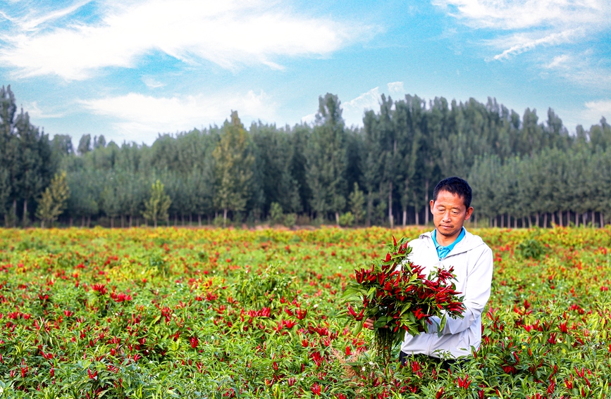 In pics: Autumn harvest in full swing in Neihuang county, China's Henan