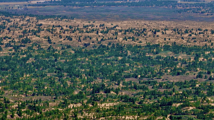 Wushen banner in N China's Inner Mongolia turns Maowusu Desert green through continuous, targeted efforts