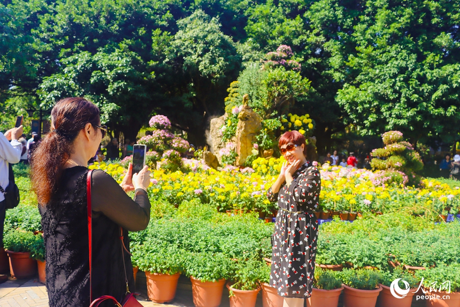 Chrysanthemum flowers in full bloom in SE China's Fuzhou