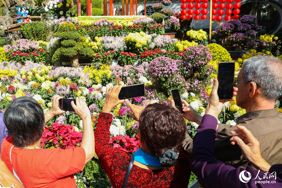 Chrysanthemum flowers in full bloom in SE China's Fuzhou