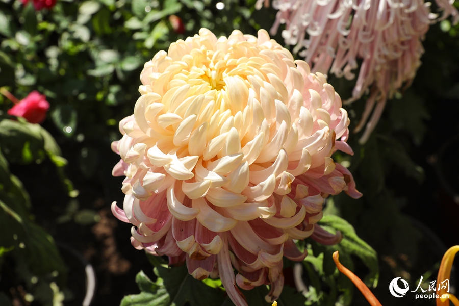 Chrysanthemum flowers in full bloom in SE China's Fuzhou