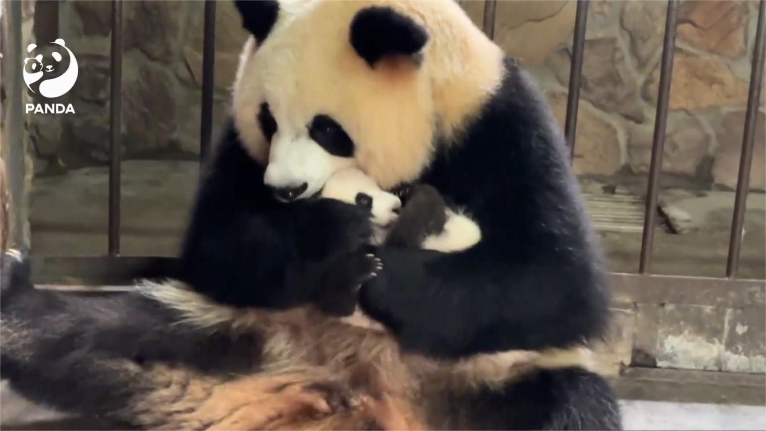 Giant panda's maternal love captivates netizens