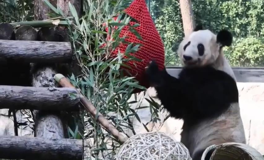 Snack time for giant panda Ya Ya