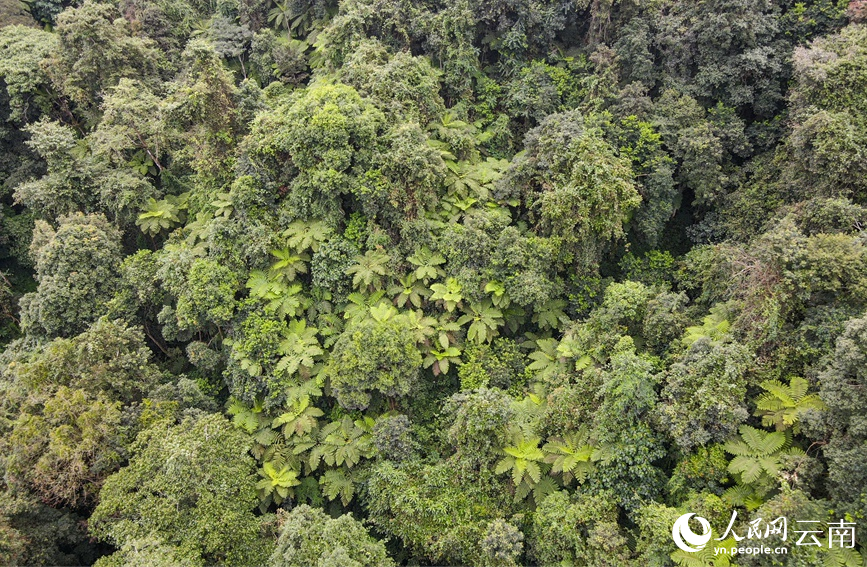 Township in SW China's Yunnan home to over 3,000 mu of rare alsophila spinulosa