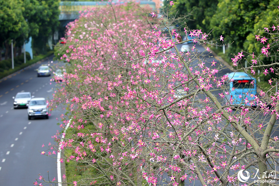 In pics: Floss silk trees blossom in Xiamen, SE China’s Fujian