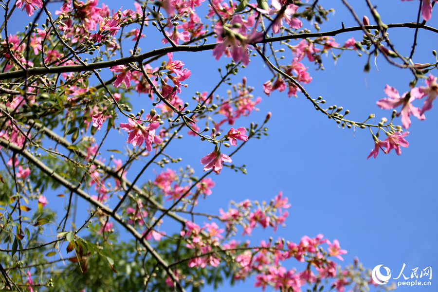 In pics: Floss silk trees blossom in Xiamen, SE China’s Fujian