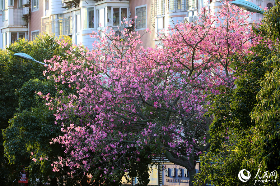 In pics: Floss silk trees blossom in Xiamen, SE China’s Fujian