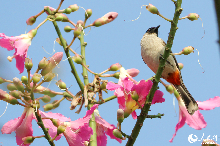 In pics: Floss silk trees blossom in Xiamen, SE China’s Fujian