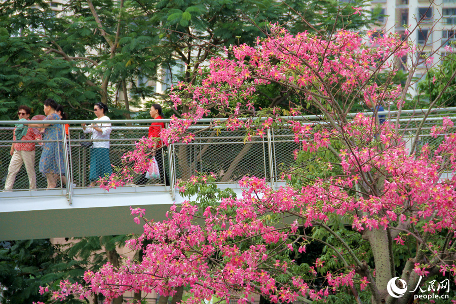 In pics: Floss silk trees blossom in Xiamen, SE China’s Fujian