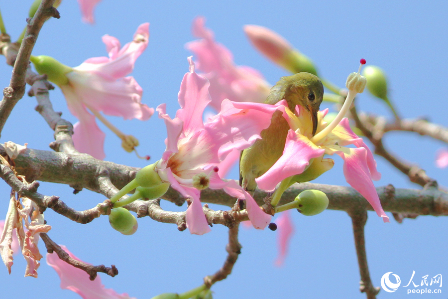 In pics: Floss silk trees blossom in Xiamen, SE China’s Fujian