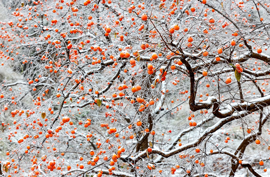 Red persimmons add a splash of color to winter in China's Taihang Mountains