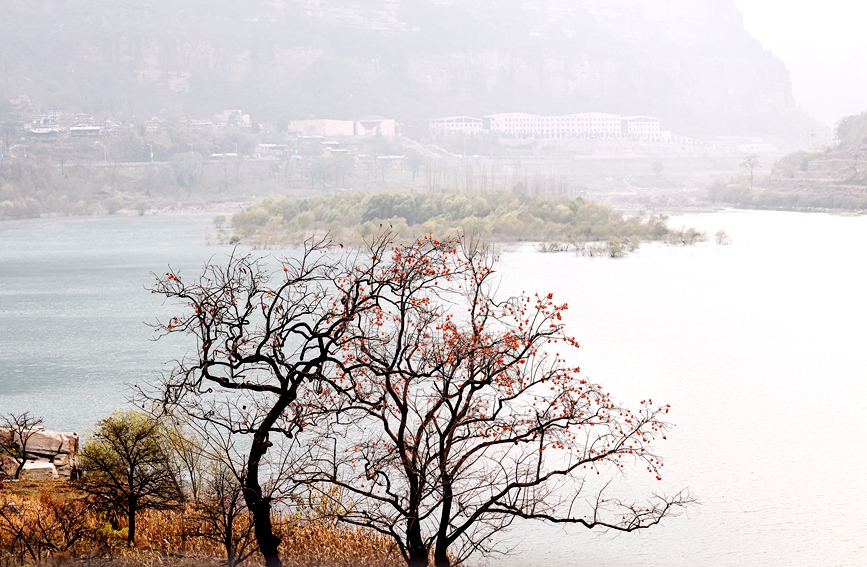 Red persimmons add a splash of color to winter in China's Taihang Mountains