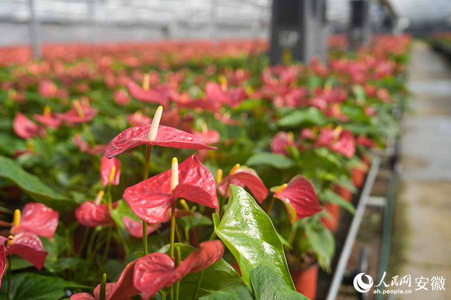 Flower industry thrives in county of China's Anhui