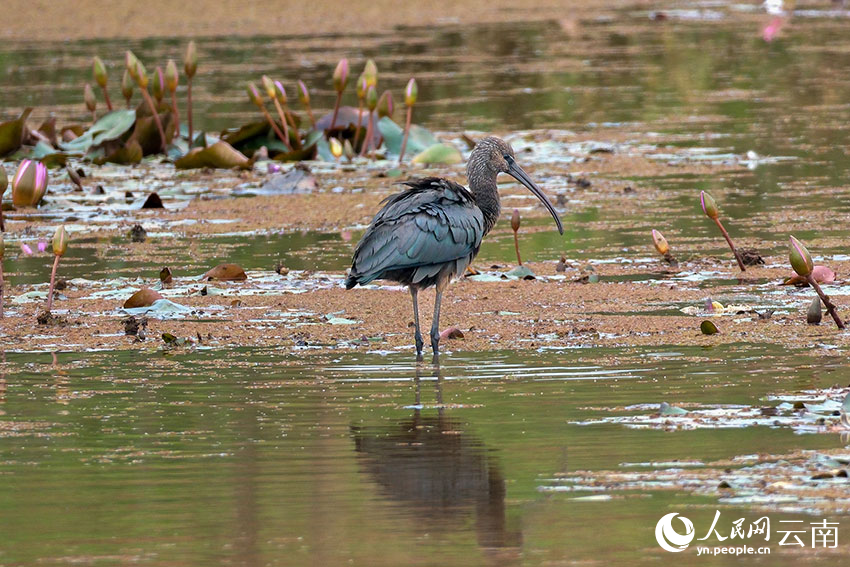 Rare glossy ibis spotted in SW China's Yunnan