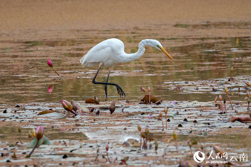 Rare glossy ibis spotted in SW China's Yunnan