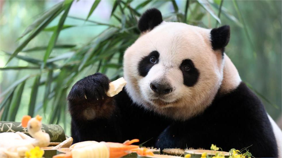 Short legs, big cuteness: Meet Yu Ai, the adorable Giant Panda