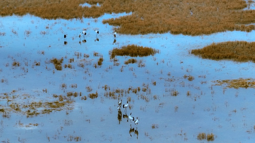 Black-necked cranes spotted in Caohai National Nature Reserve in SW China's Guizhou