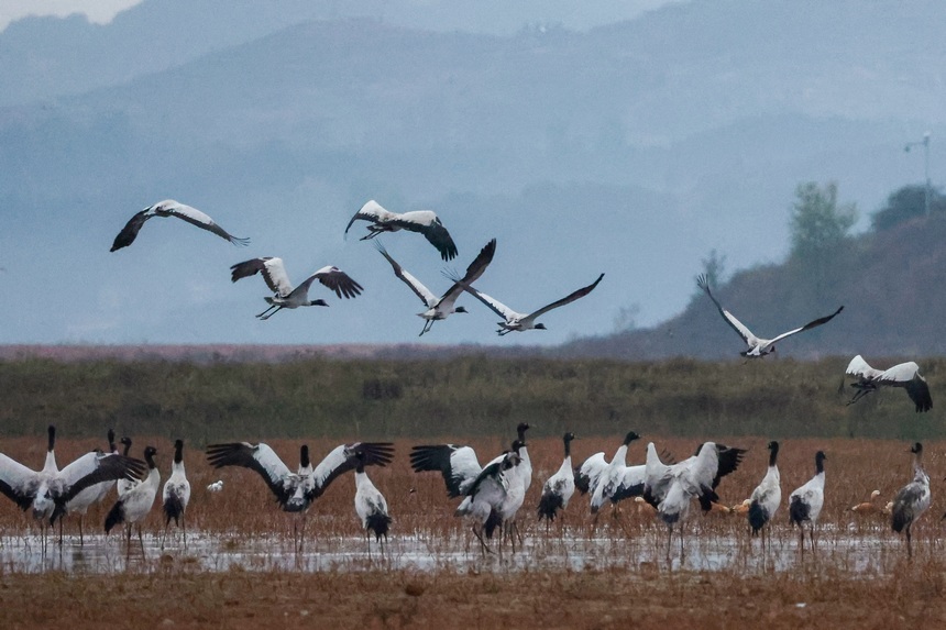 Black-necked cranes spotted in Caohai National Nature Reserve in SW China's Guizhou