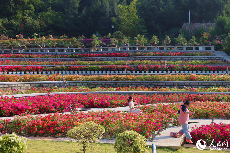 National Bougainvillea Germplasm Resource Repository opens in SE China's Xiamen