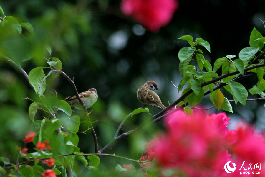 National Bougainvillea Germplasm Resource Repository opens in SE China's Xiamen