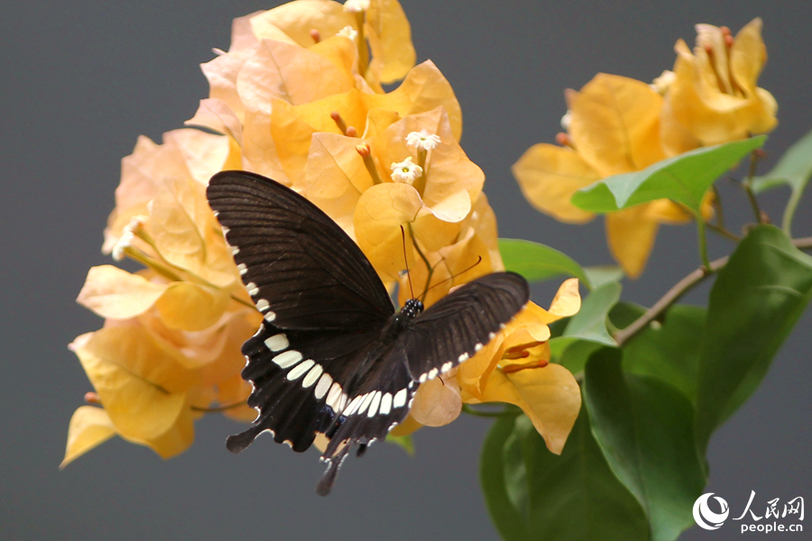 National Bougainvillea Germplasm Resource Repository opens in SE China's Xiamen