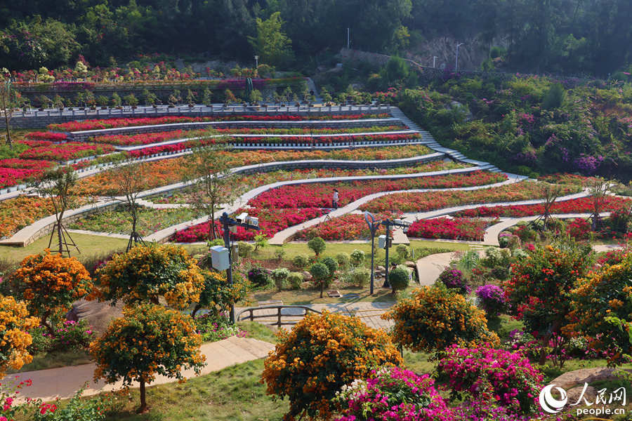 National Bougainvillea Germplasm Resource Repository opens in SE China's Xiamen