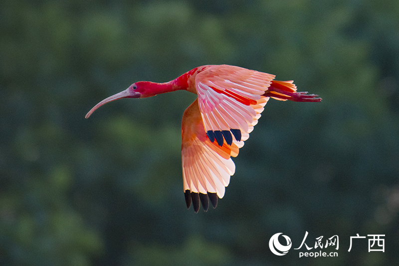 ‘World's reddest bird’ appears in Nanning, S China's Guangxi